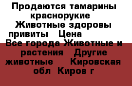 Продаются тамарины краснорукие . Животные здоровы привиты › Цена ­ 85 000 - Все города Животные и растения » Другие животные   . Кировская обл.,Киров г.